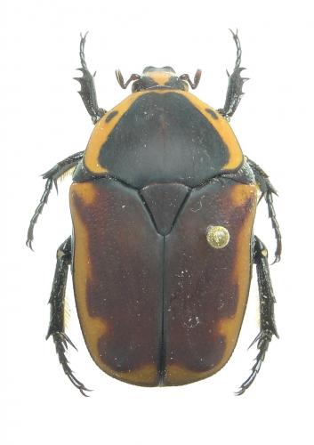 Pachnoda cordata villiersi